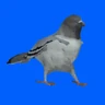 Stickers 🕊Paloma migajera 🙃