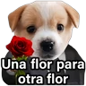 Stickers ♥️🌹🥰 AMOR 🥰🌹♥️