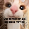 Stickers gatitos con frases 