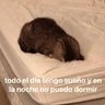 Stickers gatitos con frases 