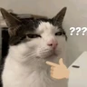 Stickers gatos memes