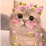 Stickers gatos memes