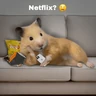Stickers FRASES HAMSTER 🐹🥰