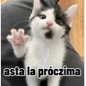 Stickers Gatos para contestar 😜 🐱