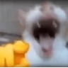 Stickers 🎵🫟TIKTOK Stickers|Memes🫟🎵