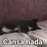Stickers Gatos pa Responder🐱🌼