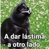 Stickers Gatos pa Responder🐱🌼