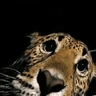 Stickers Animales facheritos