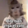Stickers Monos con Frases 3🐒