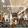 Stickers FRASES HAMSTER 2 🐹✨️