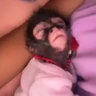 Stickers Monos y changuitos 🐒