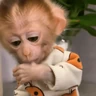 Stickers 🐵🐒 Monos Tiernos🐒🐵