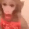 Stickers 🐒 Monos divertidos random 🐒🐒