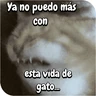 Stickers FuNnY MeMes con texto ✨