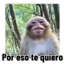 Stickers Frases estilo mono 🙈🙉