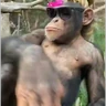 Stickers monos y changuitos ⁵ 🦧🦍🐒