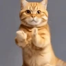 Stickers GaTiToS BaiLaNdO TikTok🐱🎶🐈‍⬛