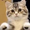 Stickers GaTiToS BaiLaNdO TikTok🐱🎶🐈‍⬛