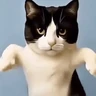 Stickers GaTiToS BaiLaNdO TikTok🐱🎶🐈‍⬛