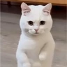 Stickers GaTiToS BaiLaNdO TikTok🐱🎶🐈‍⬛