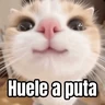 Stickers Memes - gatos bebes 🐱💕😂