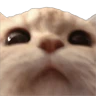 Stickers Memes - gatos bebes 🐱💕😂