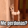 Stickers Memes - gatos bebes 🐱💕😂