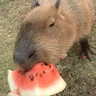 Stickers capivara | capibara 